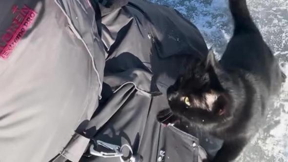Il “sistema di distribuzione dei gatti” porta un amico inaspettato a un pescatore in una remota natura selvaggia