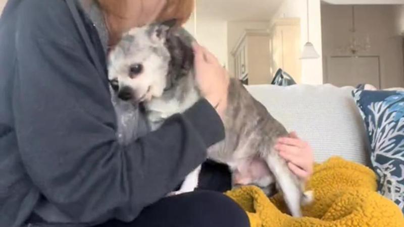 Viaggia per 18 ore per rivedere il suo anziano cane Reilly, il motivo è un inno all’amore per gli animali (Video)