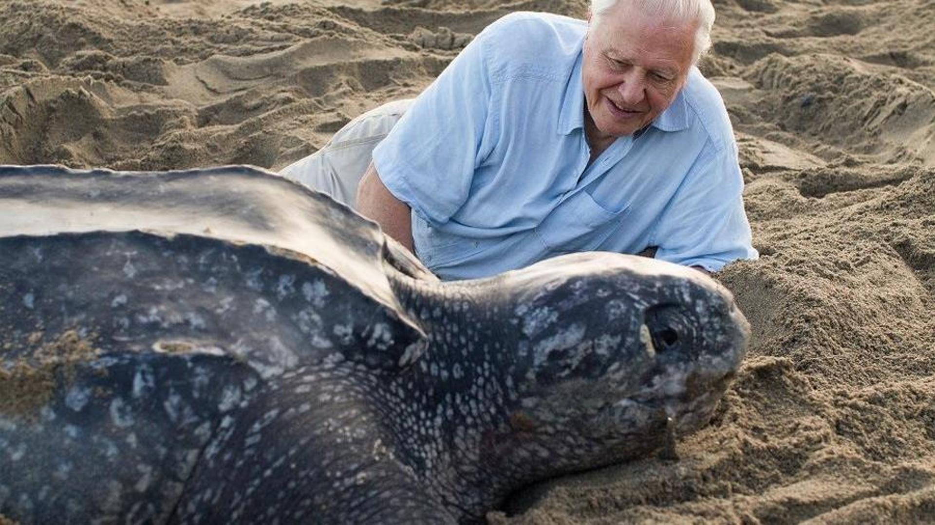 David Attenborough、またはMa下自然