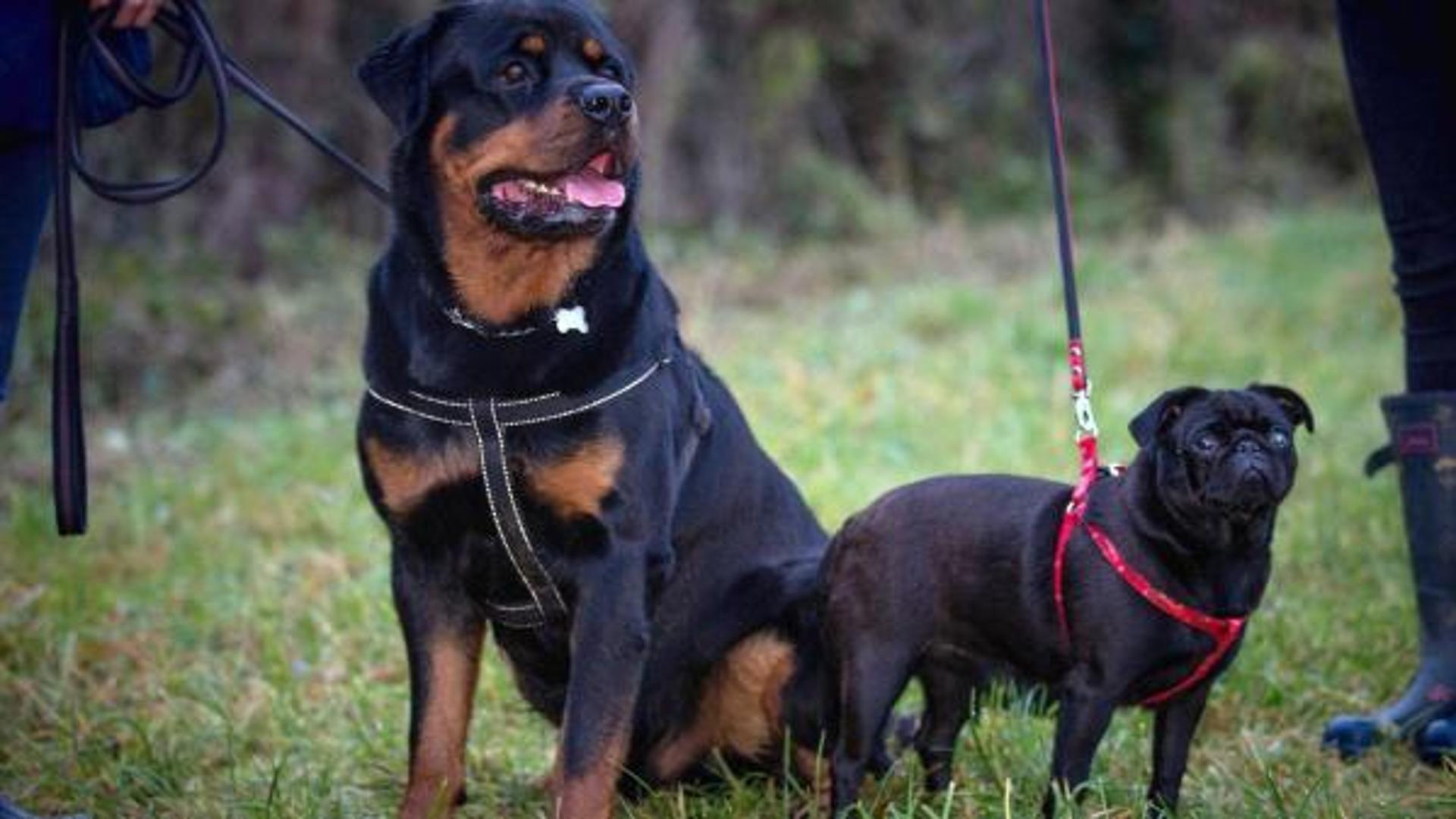 Aggredita e ferita a morsi da uno dei suoi rottweiler durante una ...