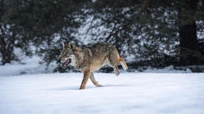 Due lupi corrono nella neve in un giardino: la foto scattata da una studentessa è virale