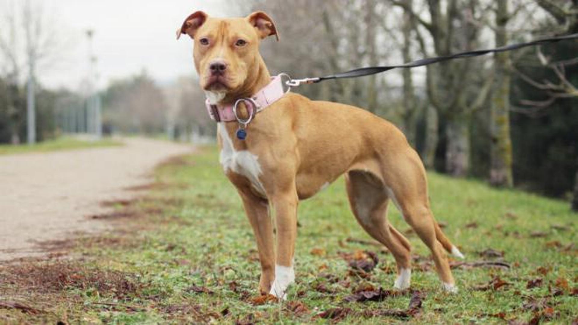 Aizzò il pit bull contro una gatta fino a ucciderla: farà sei mesi di ...