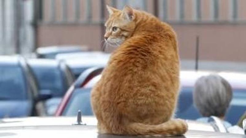 Una statua per Rossini