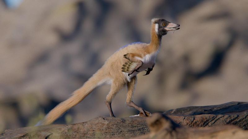 Scoperto un minidinosauro in Patagonia che riscrive l’evoluzione: nemmeno un kg e mangiava formiche