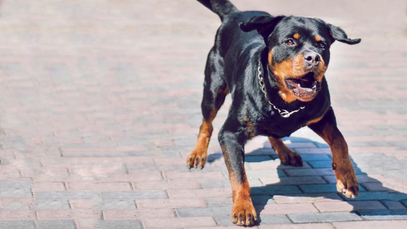 Aggredita da un rottweiler nel Cuneese, grave una bambina di 3 anni