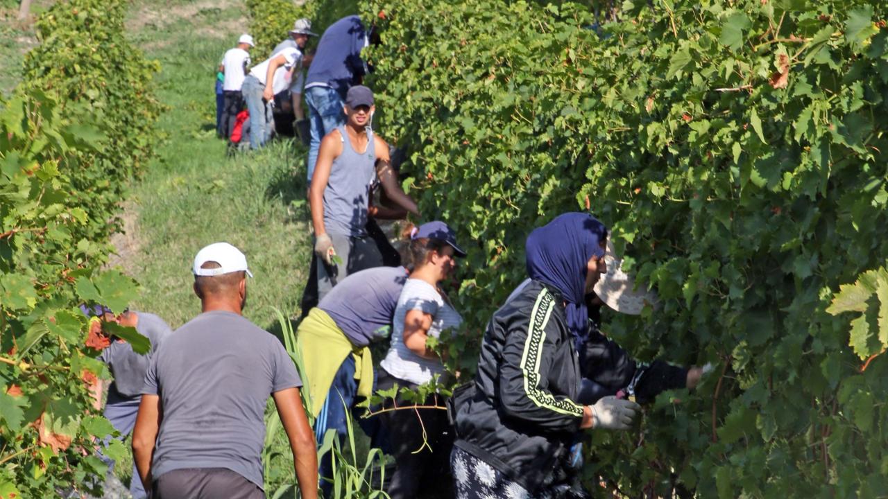 Grappoli amari: il fatturato sommerso del lavoro in nero tra le vigne