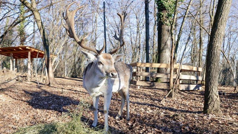 L’ospedale degli animali selvatici e abbandonati: nascerà ad Agrate Conturbia, iniziati i lavori