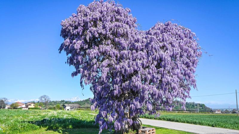 La fioritura dell’albero del cuore di Peveragno: ecco il glicine degli innamorati