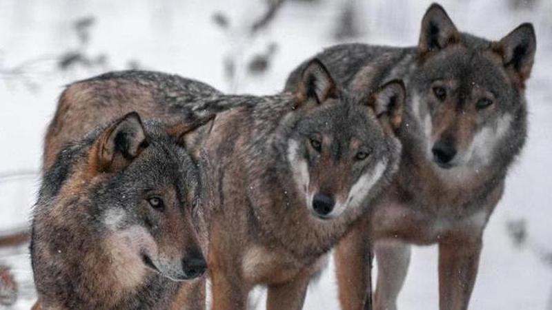 Quella caccia ai lupi che non aiuta la natura