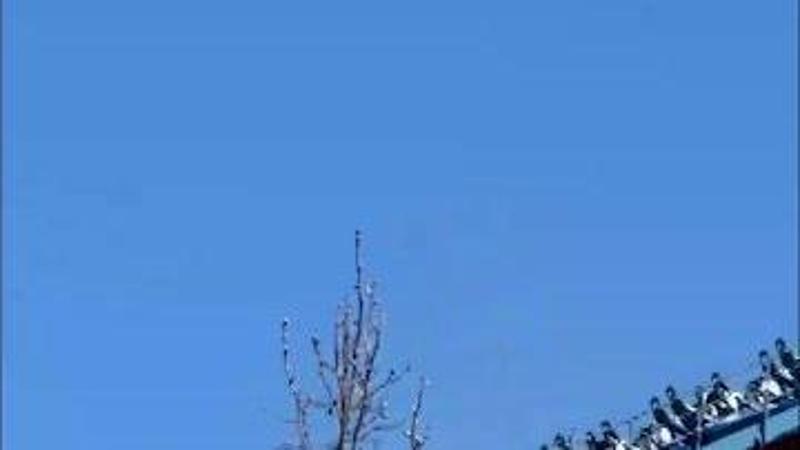 Usa, le montagne russe si fermano: i visitatori costretti a una passeggiata a 60 metri di altezza