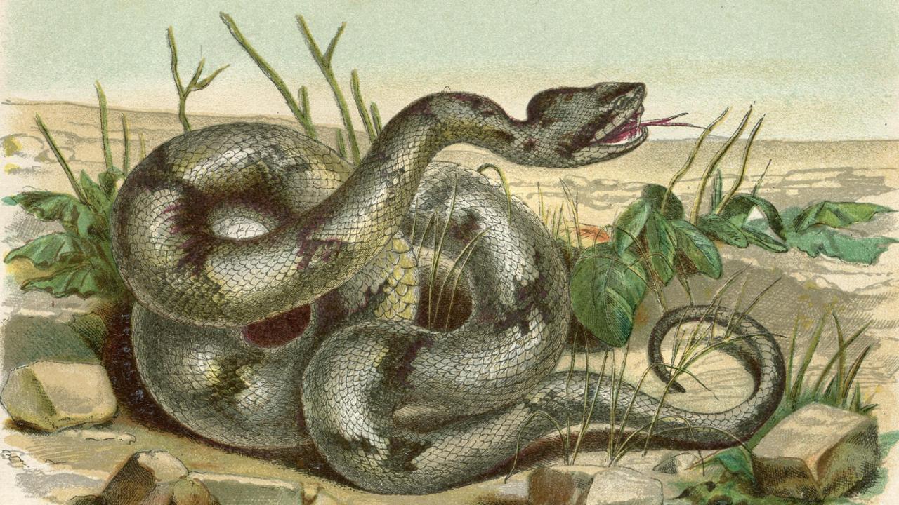 Tutto il dolore del mondo in un serpente