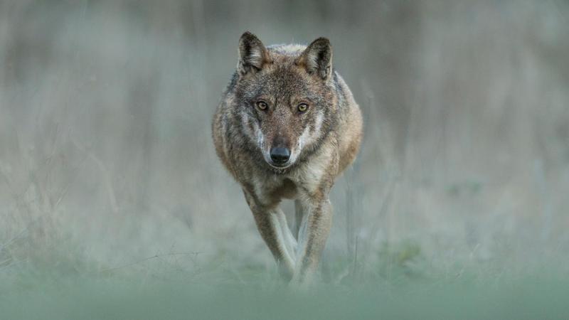 Il cane di Michele Serra e quei lupi da difendere