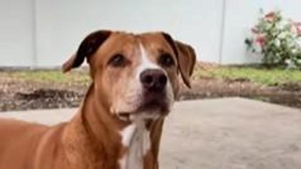 Dal box al giardino: la reazione del cane Violet davanti alla sua prima vera casa commuove