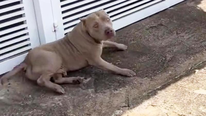 C’è un Pit Bull da solo in strada: tutti scappano, ma c’è chi va oltre la razza e gli salva la vita