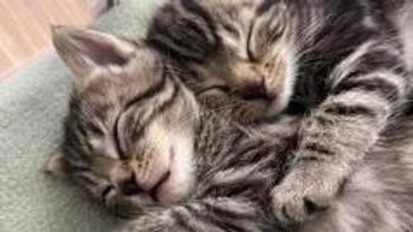 Mamma gatto e i suoi cuccioli hanno sfidato la strada: ora hanno scoperto cos’è la fiducia