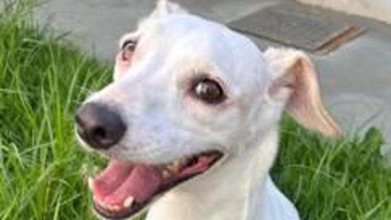 Il cane Hope torna a correre grazie a un gesto di gentilezza: “La sua felicità ci ha fatto piangere”