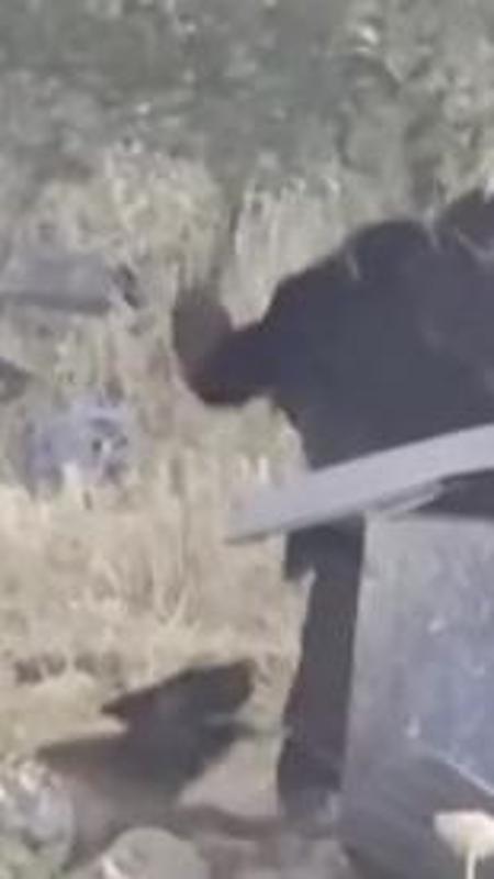 Cisgiordania, colono israeliano bastona brutalmente il cane di una famiglia palestinese