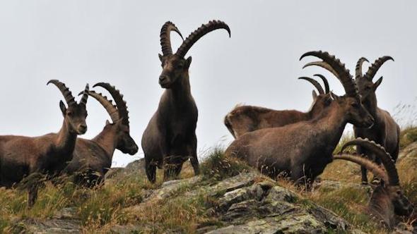 Caccia aperta allo stambecco, l’animale simbolo del Piemonte: “Follia, la Regione fermi la legge”
