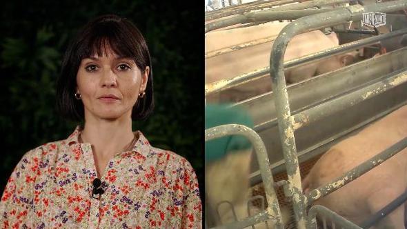 La chef Chiara Pavan con campagna 'Gabbie vuote': "Ecco come (non) vivono 600mila scrofe in Italia"