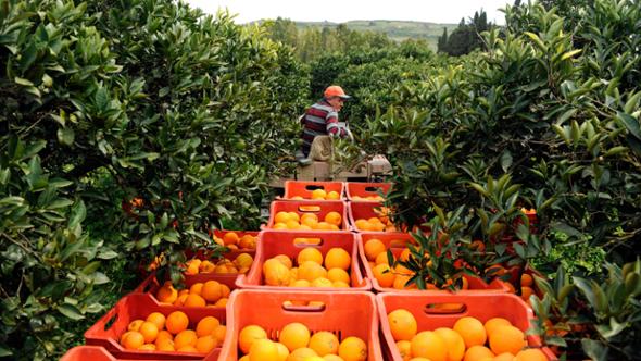 Le arance siciliane, i petroldollari e il grande vuoto dell’Europa