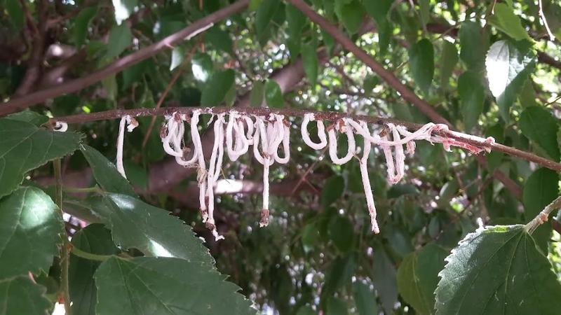 Cos'è la cocciniglia, che sta devastando gli alberi nei parchi del Novarese