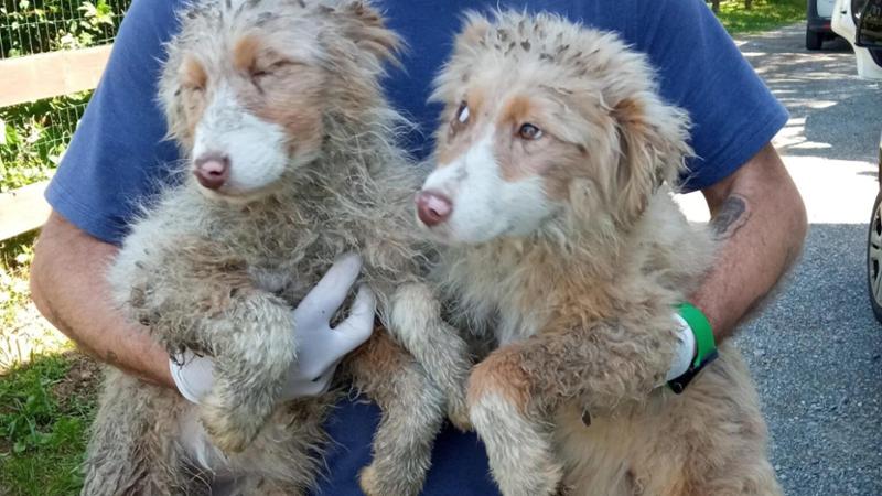 Bosco Marengo, venti cani salvati da un inferno di pulci e sporcizia
