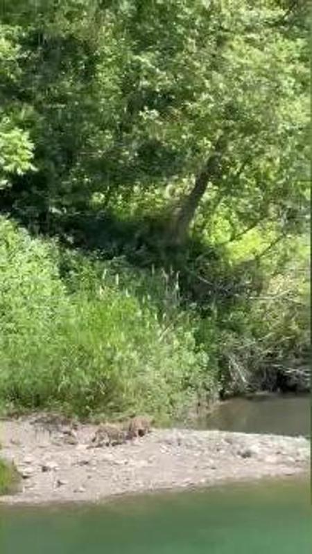 Ornavasso, coppia di lupi "a spasso" lungo l'argine del Toce
