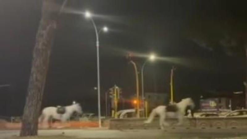 Roma, 30 cavalli imbizzarriti in fuga dalle prove del 2 giugno: tre feriti. Il giallo dei petardi