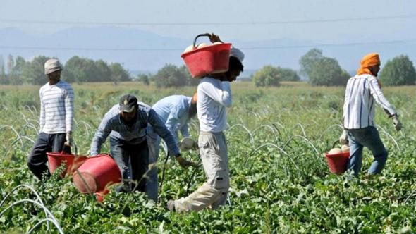 Il sindacalista: “Metapontino ostaggio dei caporali, qui lavorano almeno 10mila schiavi”