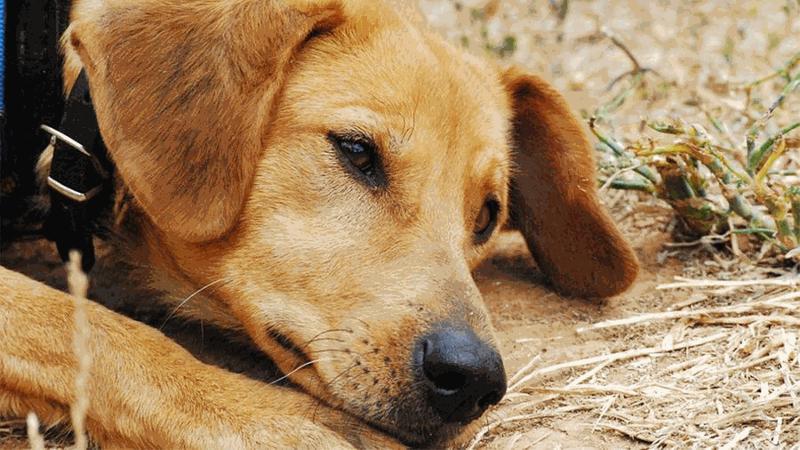 Arresto di un colono israeliano per maltrattamento di animale