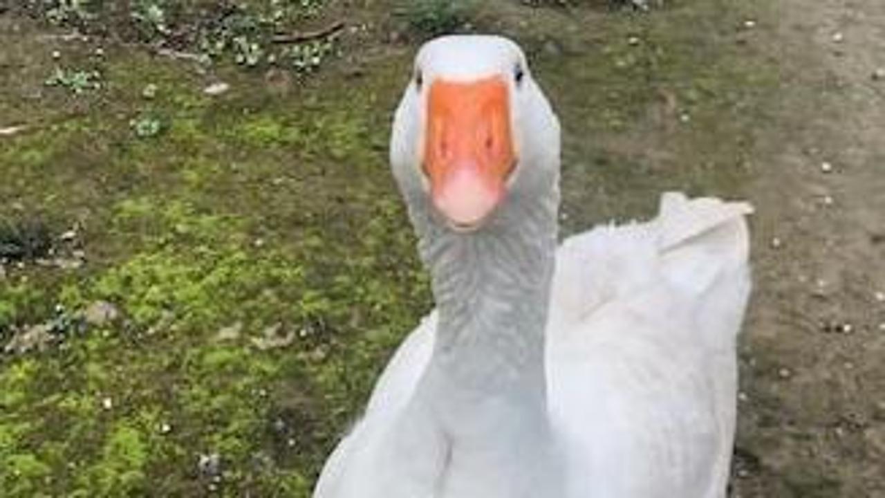 Il mistero dell’oca sparita alla Pellerina: dov’è finito “Occhi di cielo?”