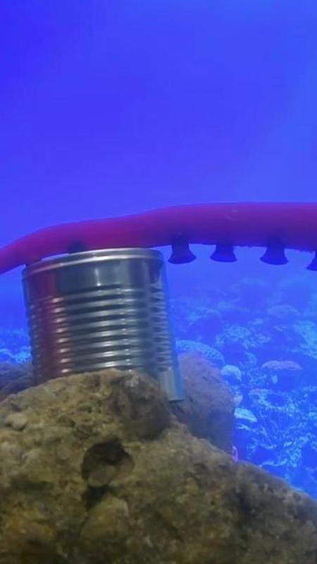 Dall'oceano il robot-polpo che lavora anche in mare: ventose sensibili per afferrare senza far danni
