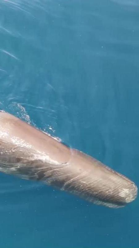 Avvistamento di capodogli al largo di Sanremo