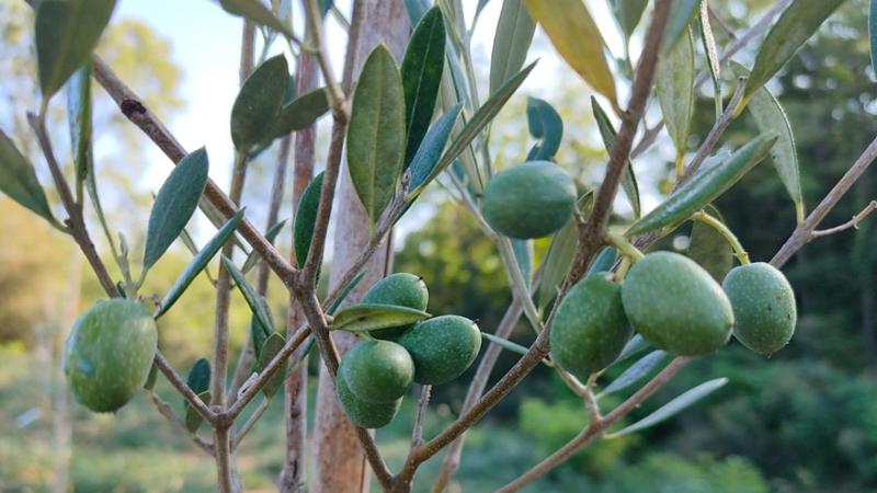 Ulivi al posto delle viti, il Monferrato rimpiazza il vino con l’olio contro i cambiamenti climatici