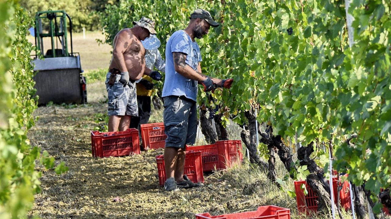 Un bollino etico per il vino: “Così possiamo rendere la filiera delle Langhe un modello certificato”