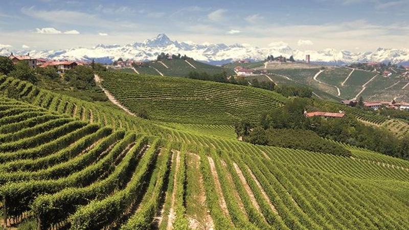 La bolla del vino: perché in Piemonte ormai si lavora in perdita