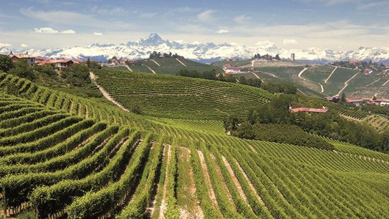 La bolla del vino: perché in Piemonte ormai si lavora in perdita