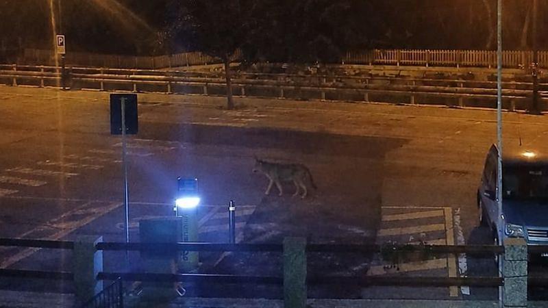 Antrona, un lupo fotografato tra le case. Il sindaco: “Era vicino alla fermata del bus”