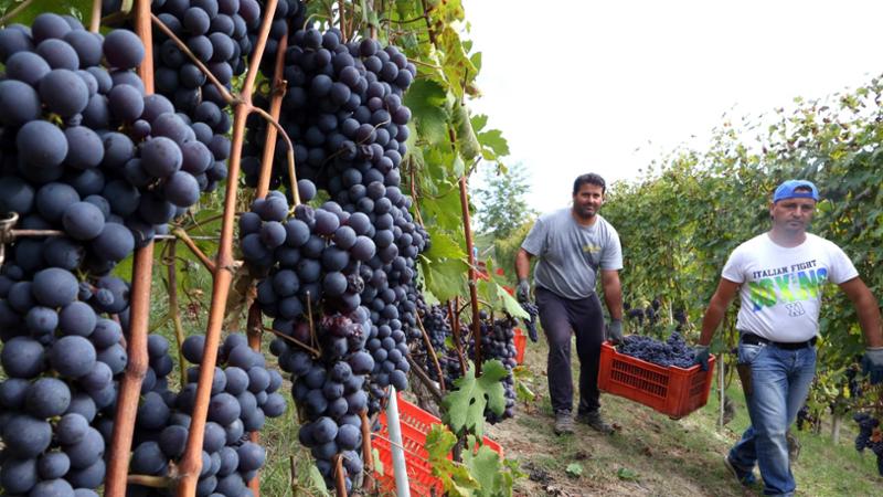 Se la crisi del vino “taglia” le rese di Langhe Nebbiolo e Barbera d’Alba