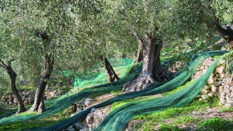 Caldo torrido, allarme Coldiretti: “Olive, agricoltura e comparto florovivaistico a forte rischio”