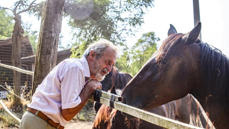 Titano, animale d’élite: galoppa fino a Roma per fare lo stallone dei cavalli dell’Arma