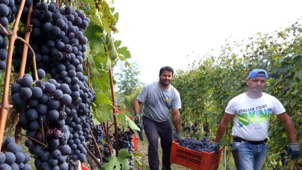 Dazi e consumi in calo. Le Langhe tagliano il vino ma salvano il Barolo