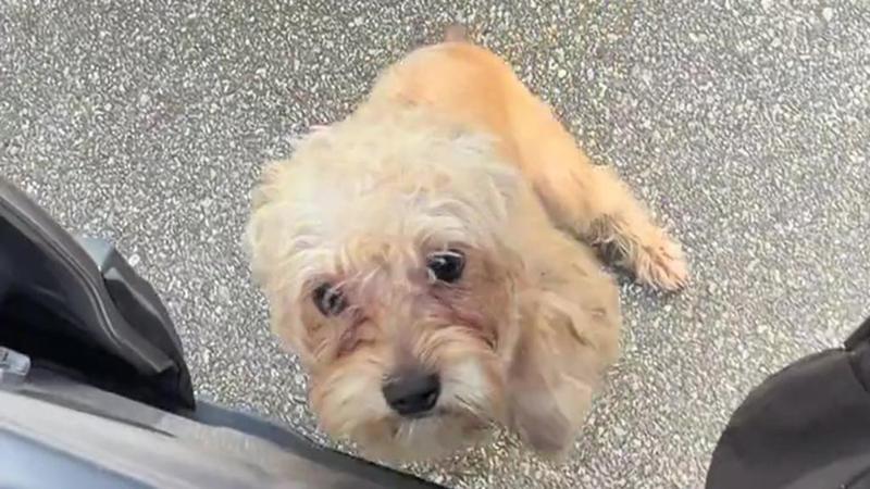 Abbandonato in un parcheggio, il cane Lovebug corre verso un’auto e una donna gli cambia la vita