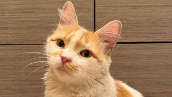 Adeline, la gatta che ha chiesto aiuto: dal freddo di un concessionario a una nuova vita