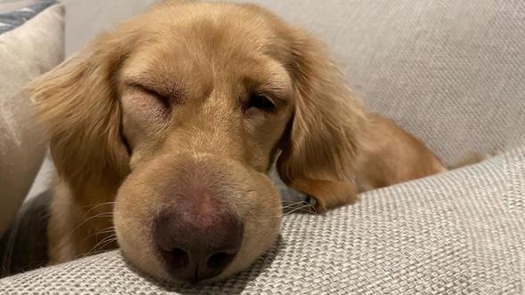 Il sonno notturno di Noodle diventa un incubo: il cane Bassotto punto da una vespa mentre dorme