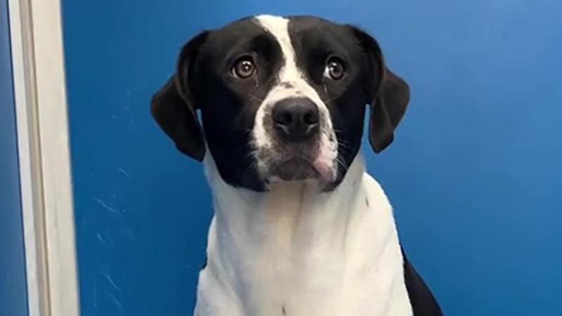 Abbandonato perché “si lamentava troppo”, il cane Josie dalla paura nel box all’amore in una casa