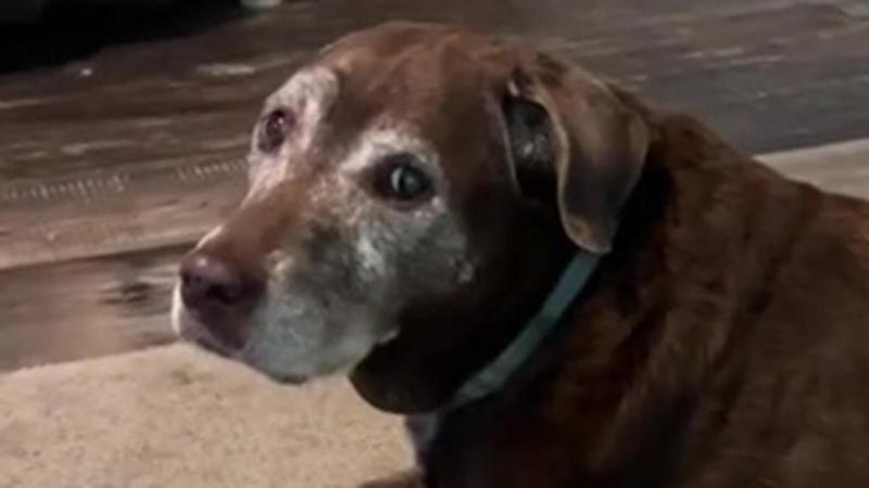 La quotidianità di un cane con la demenza: i gesti che svelano la vulnerabilità di Bailey