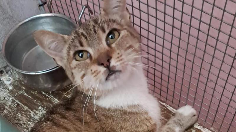 Milly, la gatta investita e lasciata al suo destino desidera il riscatto che merita