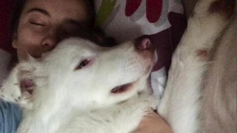 “Mi ha visto lottare e tornare a camminare”: il cane Nougy e la rinascita della giovane Lorenza