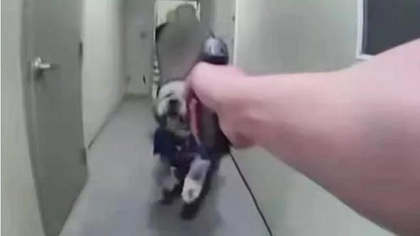 I poliziotti uccidono il cane Jameson, la sua proprietaria fa causa alla città di Los Angeles